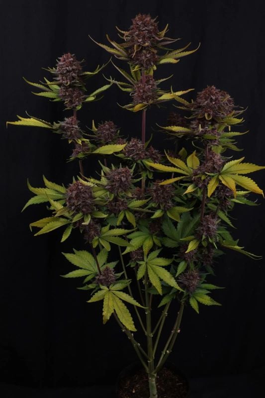 Instagram Purple Lemonade Auto RF3
