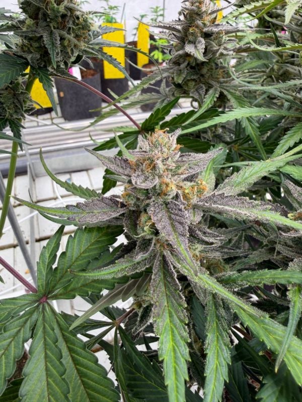 Instagram Skunk Auto