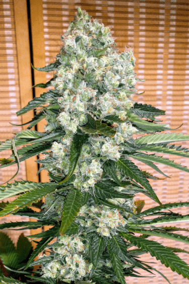 Instagram Wedding Cheesecake FF