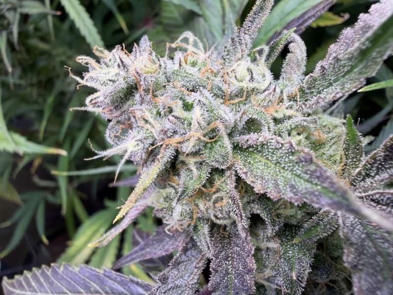 AUTO | Mendo Guava Auto™