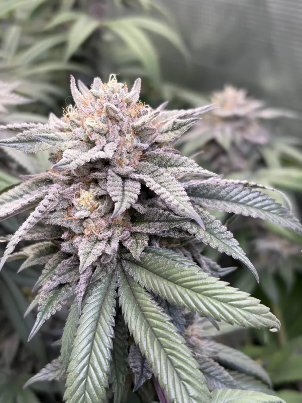 Instagram Lemon Cherry Runtz