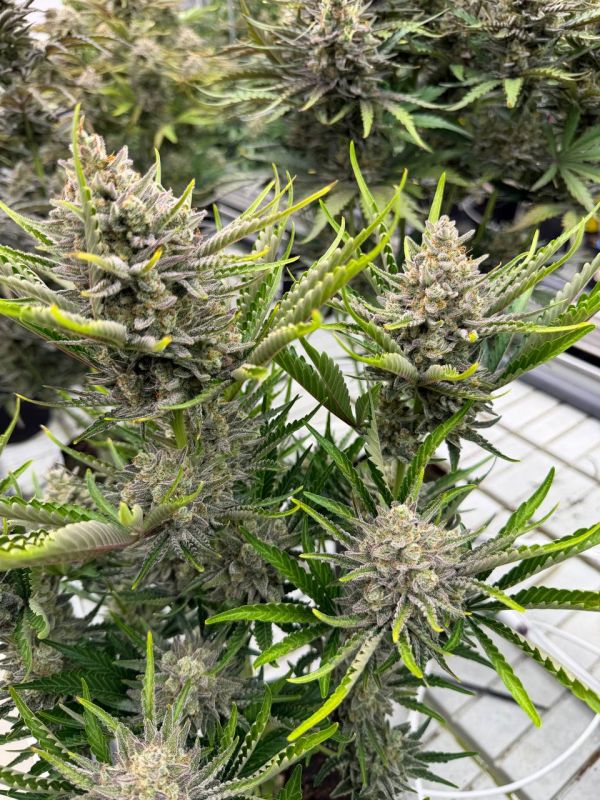 Instagram Trainwreck Auto