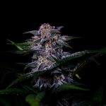 Instagram Strawberry Gorilla Auto RF3™