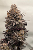 Instagram Purple Lemonade FF