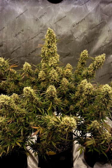 Instagram Mimosa Cake Auto