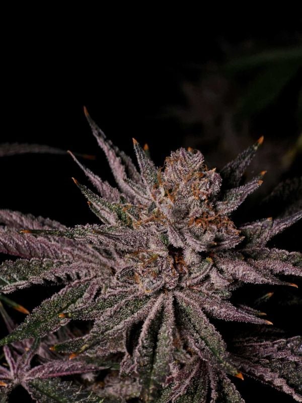 Instagram Mix Pack FF