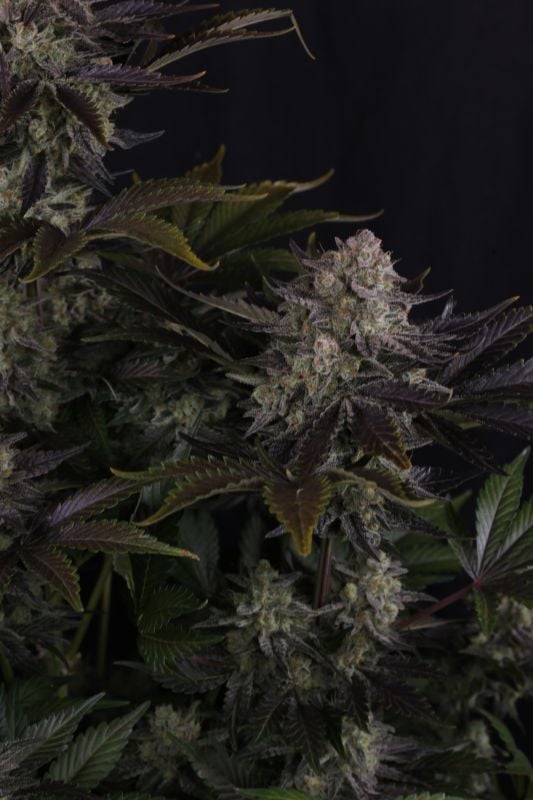 Instagram Frostbanger Auto