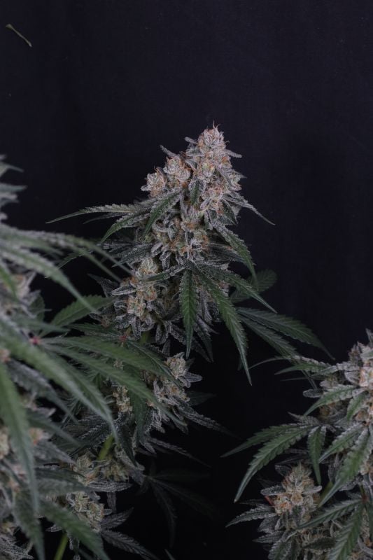 Instagram GMO Auto