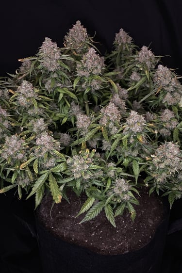 Instagram Northern Lights Auto