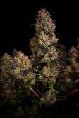 Instagram Gorilla Z Auto
