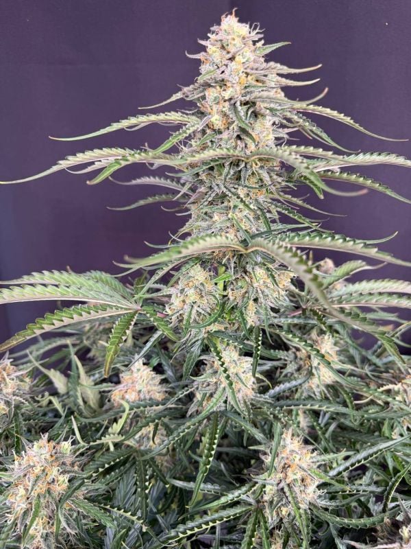 Instagram Northern Lights Auto