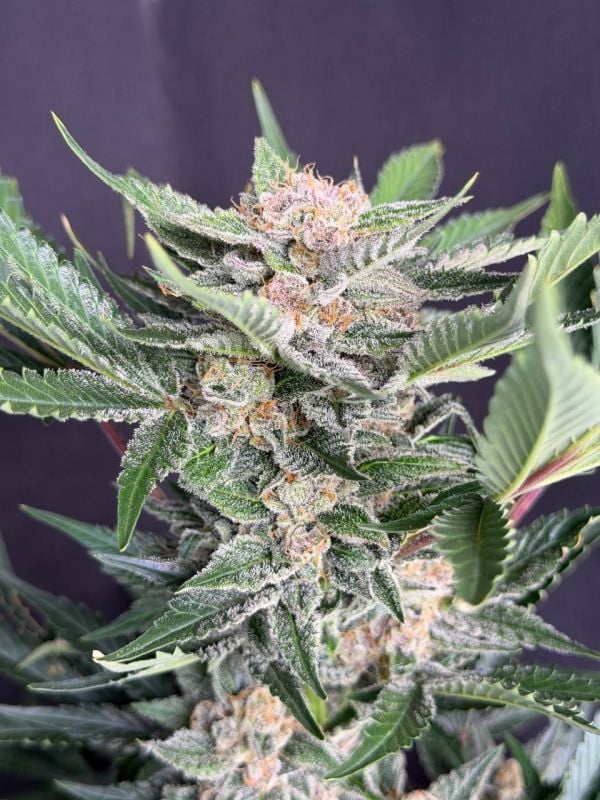 Instagram Sour Diesel Auto