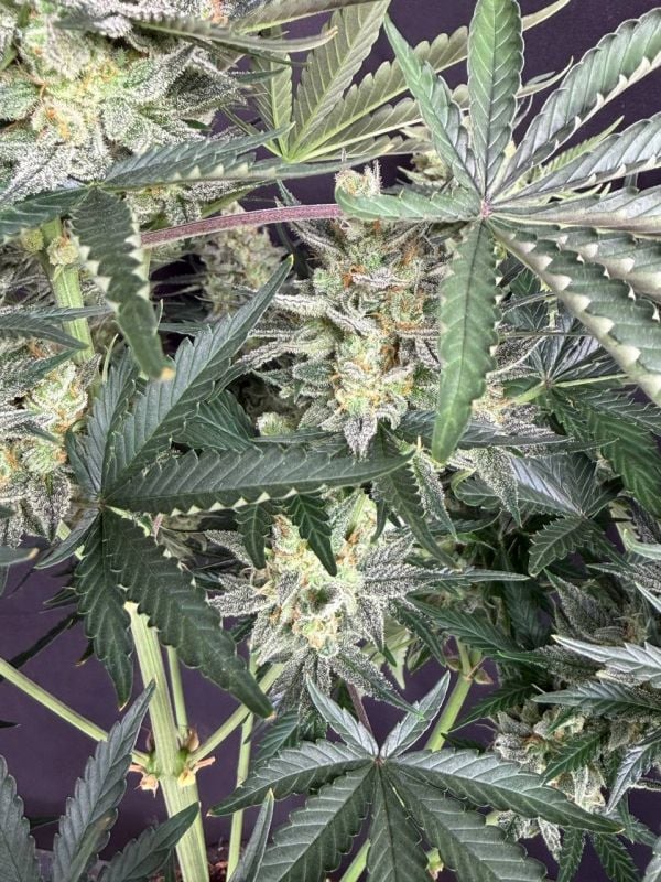 Instagram OG Kush Auto