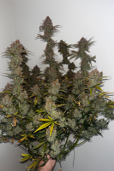 Instagram Amnesia Haze Auto