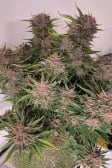 Instagram Banana Purple Punch Auto