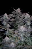 Instagram Gorilla Cookies FF
