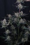 Instagram Guava Runtz Auto™