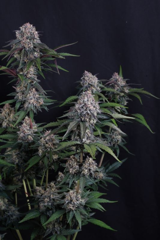 Instagram Lemon Cherry Sundae Auto