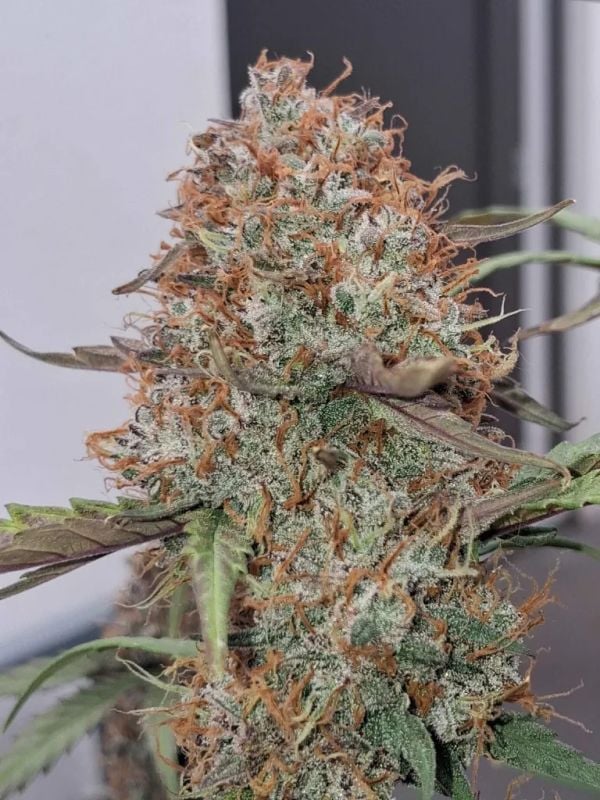 AUTO | Guava Sundae Auto™