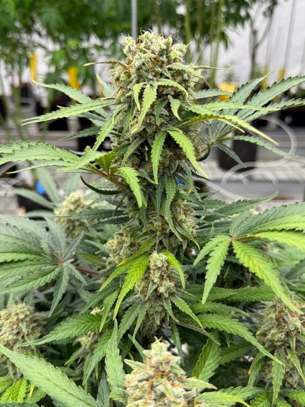 Instagram Moby Dick Auto