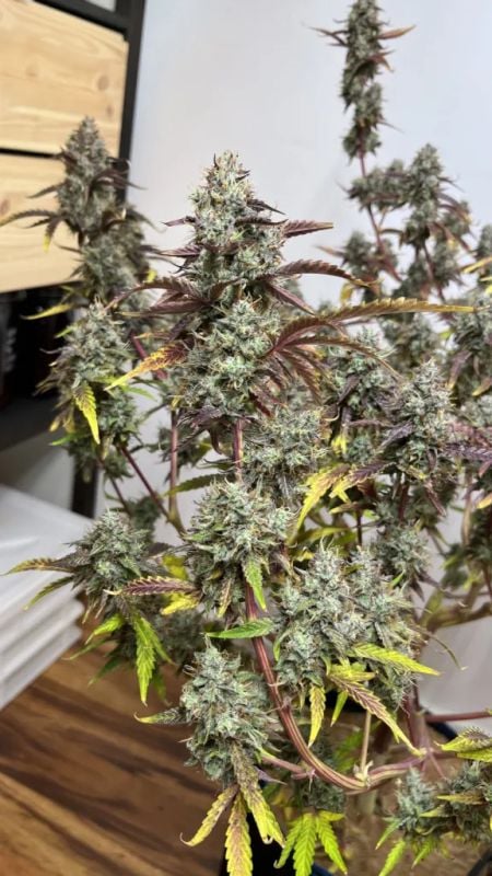 Instagram GMO Auto