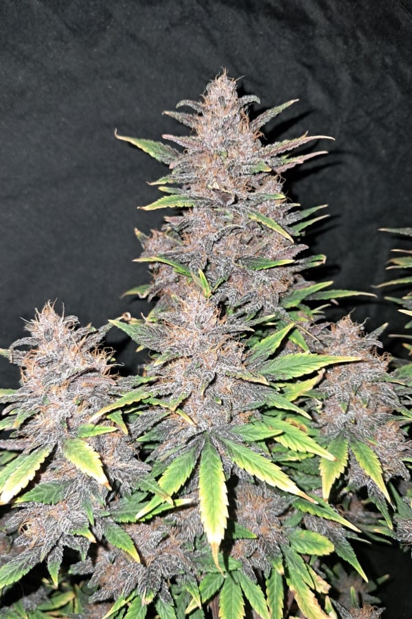 Buy Fastberry Auto Cannabis Seeds | Fast Buds