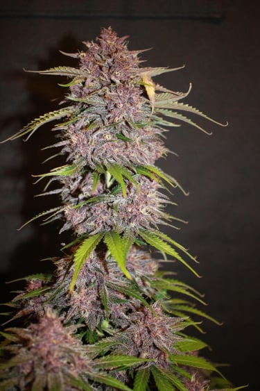 Instagram Lemon Cherry Cookies Auto