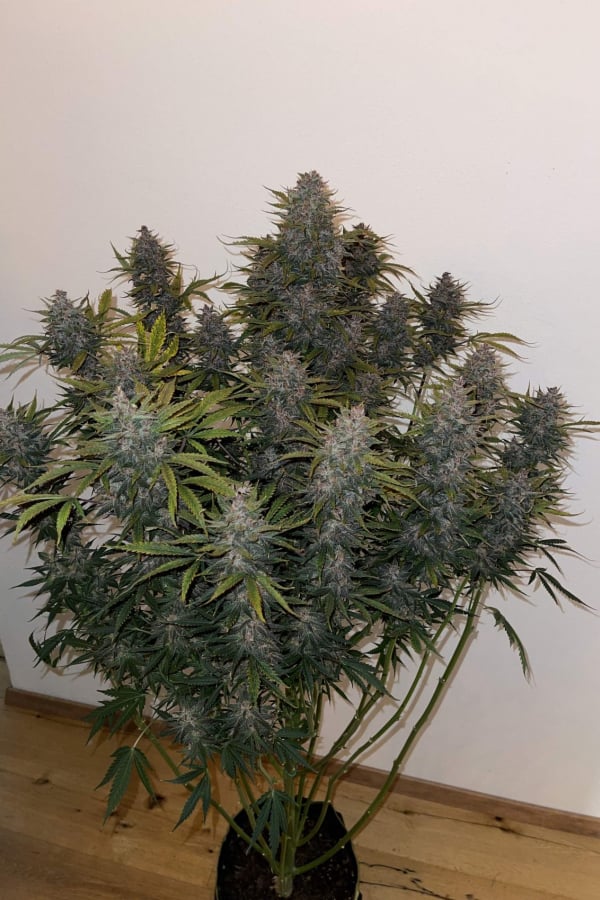 Buy LSD-25 Auto Cannabis Seeds | Fast Buds