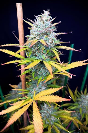 Instagram Pound Cake Auto