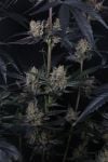 Instagram Guava Runtz Auto™