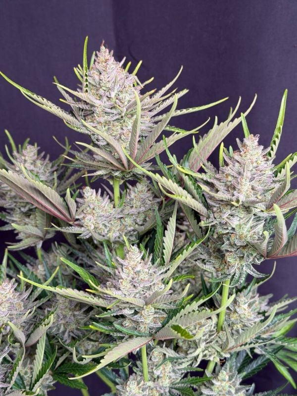 Instagram Trainwreck Auto