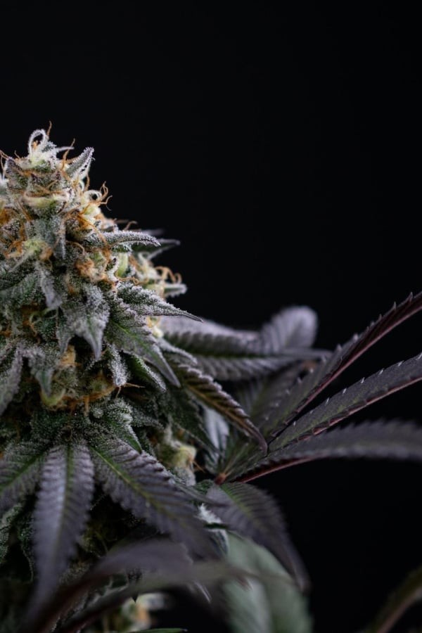 Instagram Lemon Cherry Runtz