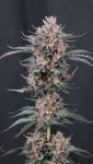 Instagram Mango Cherry Runtz Auto™