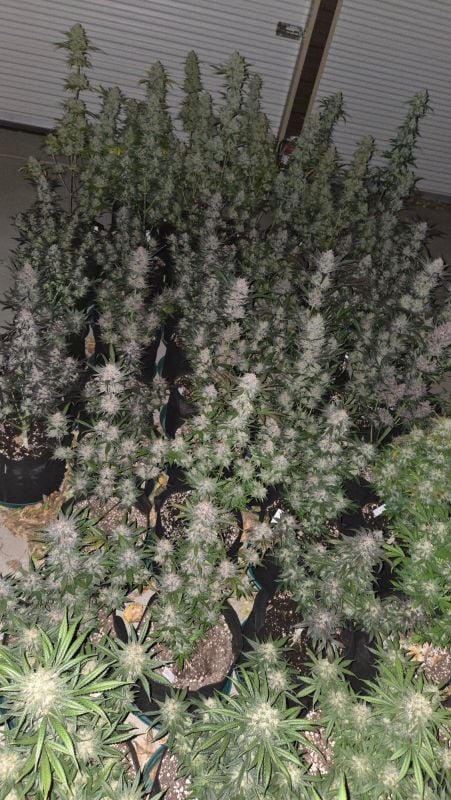 AUTO | Mendo Guava Auto™