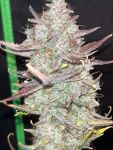 Instagram Guava Runtz Auto™