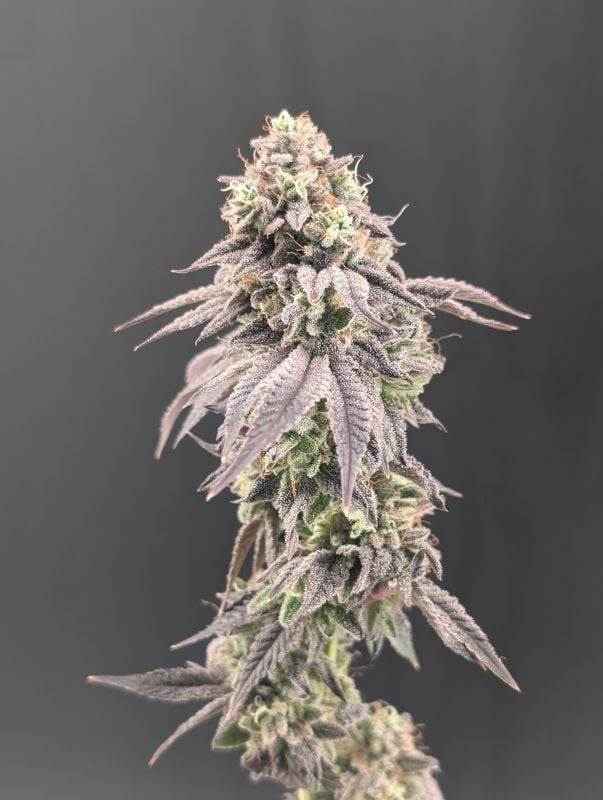 Instagram Garlic Mint Sherbet