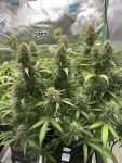 Instagram Pineapple OG Auto™