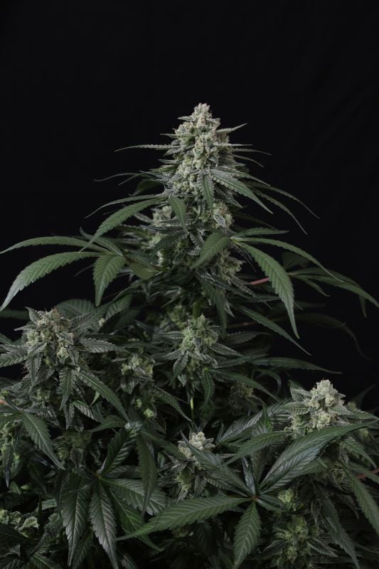 Instagram Banana Frost Auto