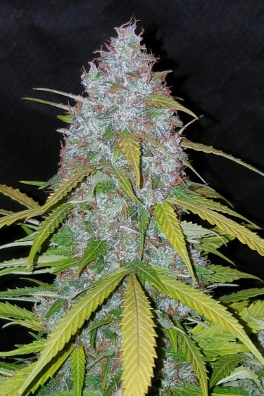 Instagram Californian Snow Auto