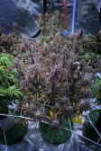 Instagram Banana Purple Punch Auto