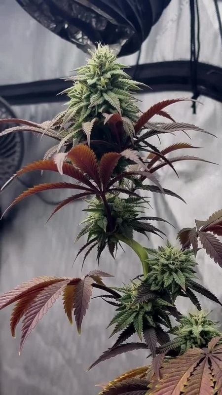 Lemon Cherry Runtz @john_ohighoan IG 