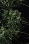 Instagram Banana Guava Auto™