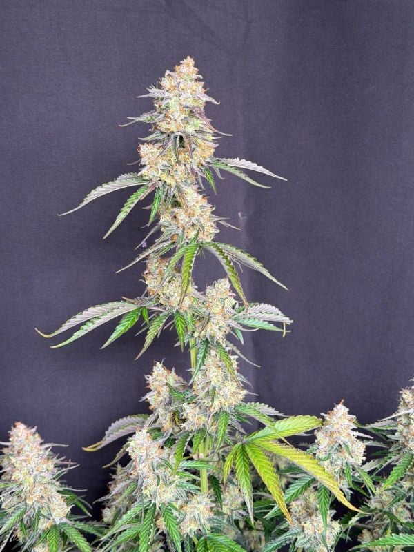 Instagram Skunk Auto