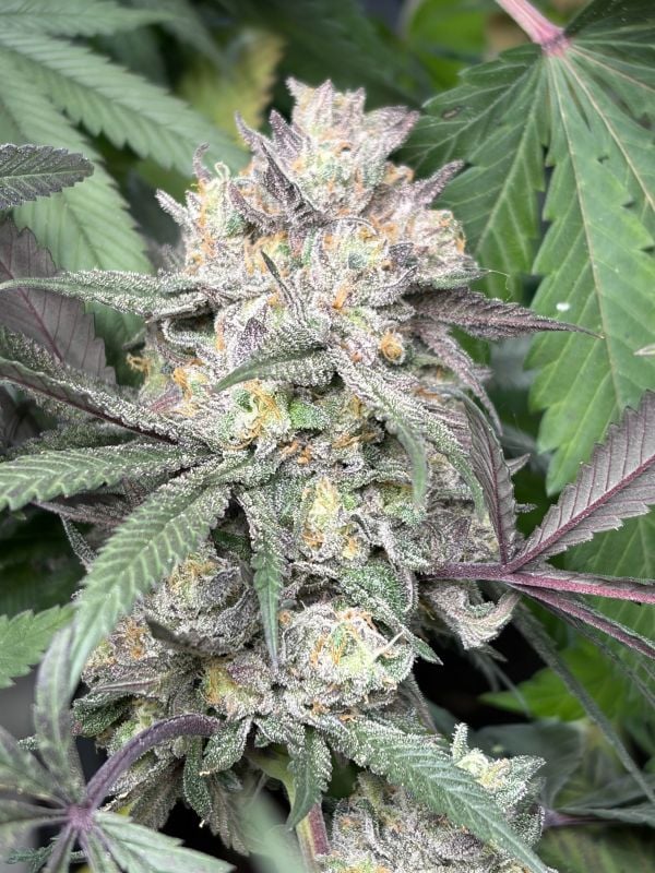 Instagram Lemon Cherry Runtz