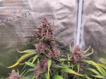 Instagram Strawberry Gorilla Auto
