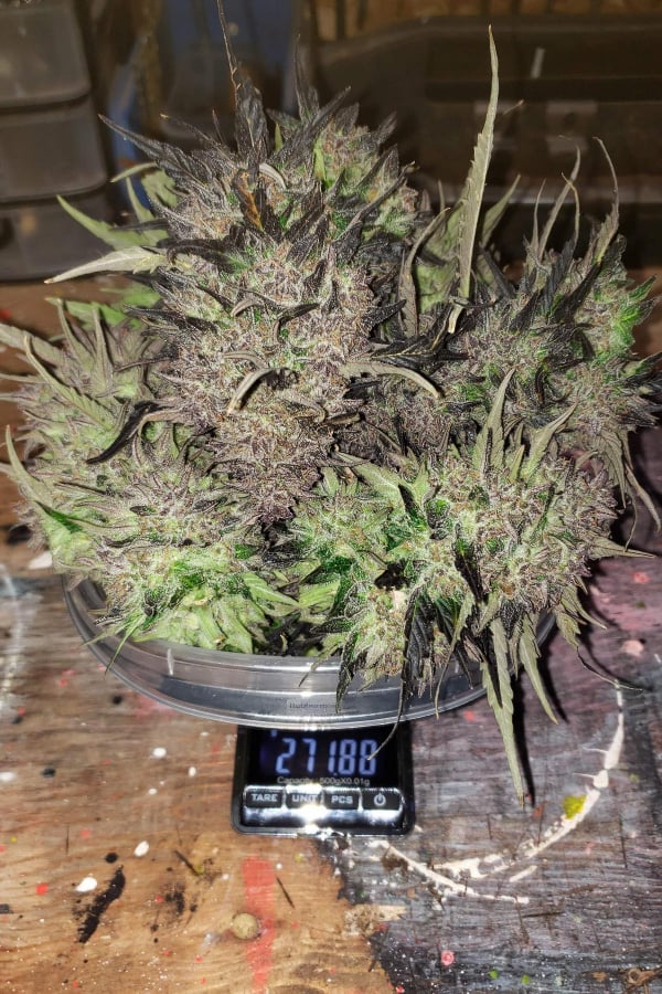 Instagram AUTO | Gorilla Cookies Auto