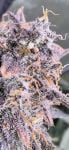 Instagram Mendo Guava Auto™