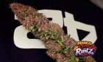 Instagram Mango Cherry Runtz Auto™