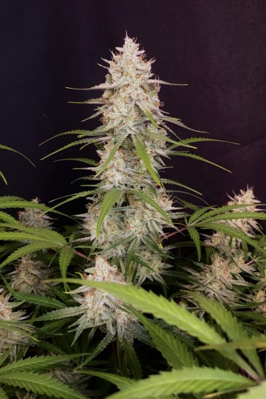Instagram Bruce Banner Auto