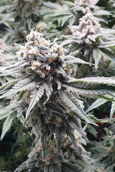 Instagram Wedding Cheesecake FF